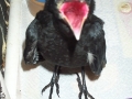 Crow_About