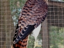 Hawk Red Tailed