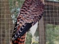 01_Red_Tailed_Hawk