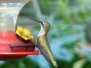 Hummingbird Ruby Throated