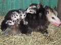 1st.Opossum_picture