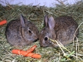1st.Cotton_tail_bunny_picture