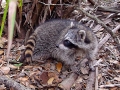 Coon release