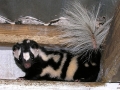 01_st._Spotted_Skunk