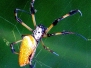 Spider Golden Silk Orbweaver