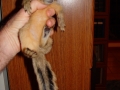 baby_fox_squirrel