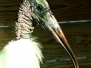 Stork Wood
