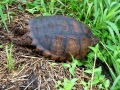 01_Snapping_Turtle