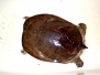 Turtle Softshell