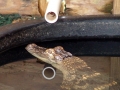 1st.Alligator_Picture
