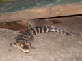 DSC05540