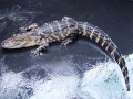 DSC05613