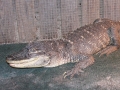 DSCN7422_1