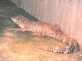 DSCN7423_1