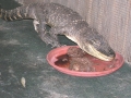 DSCN7429_1