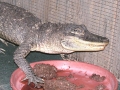 DSCN7431_1