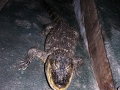 DSCN7444