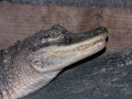 DSCN7447