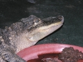 DSCN7448