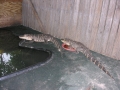 DSCN7451
