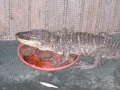 DSCN7457