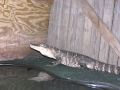 DSCN7458