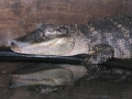 DSCN7462
