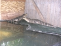 DSCN7463