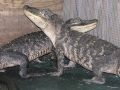 DSCN7466_1