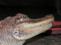 DSCN7495_1