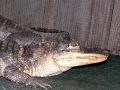DSCN7779_1