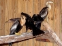Anhinga