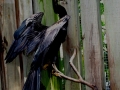 ANHINGA
