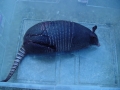 1_st.Armadillo_picture