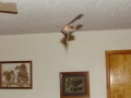 11-14-09_Bat_Photos_022