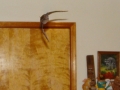 11-14-09_Bat_Photos_023