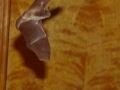 11-14-09_Bat_Photos_032