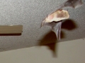 11-14-09_Bat_Photos_038