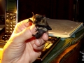 11-14-09_Bat_Photos_046