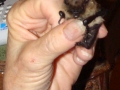 11-14-09_Bat_Photos_047
