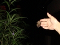 11-14-09_Bat_Photos_048