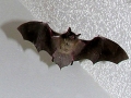 Bat
