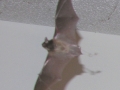 DSCN3332