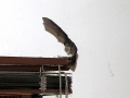 DSCN3343
