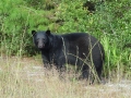 01_pic_Black_Bear_Oct-19-2002