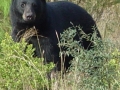 Black_Bear