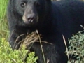 Black_Bear_2