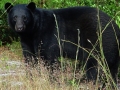 Black_Bear_3