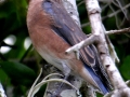 01_Bluebird