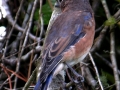 Bluebird